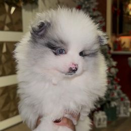 Blitzen - Blue merle male Pomeranian puppy in Los Angeles, California from AMAYSING Pups