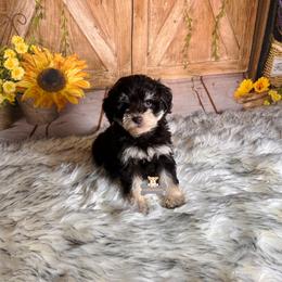 Maddie - Brown female Schnoodle puppy in Macks Creek, Missouri from Fluffy Buttz