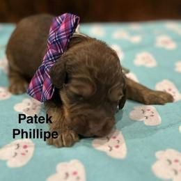 Patel Phillipe - Chocolate male Australian Labradoodle puppy in Alamo, Texas from QuiSal Labradoodles