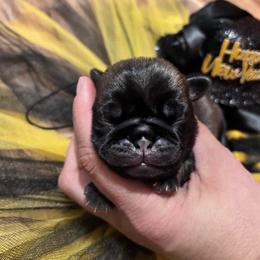 Orange collar - Fawn male Pug puppy in Tucson, Arizona from Furever Friends