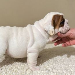 Boy 1 - White male Bulldog puppy in Uniontown, Ohio from Slaterpryce Bulldogs