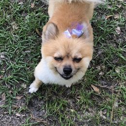 Foxy - Pomeranian