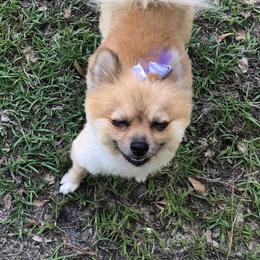 Foxy - Pomeranian
