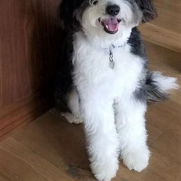 Aussiedoodle Puppies from Ever After Mini Doodles