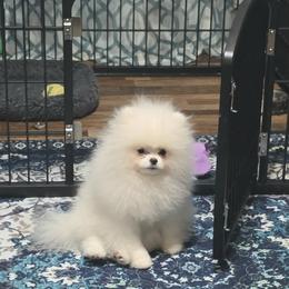 Pomeranian Puppies from Royal Palace Pomeranians
