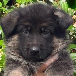 Green Collar Puppy 2 - Black and red male German Shepherd puppy in Central Florida, Florida from Vom Furstenhund