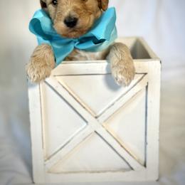 Miss Turquoise - Apricot female Australian Labradoodle puppy in Wake Forest, North Carolina from Lucky Country Labradoodles