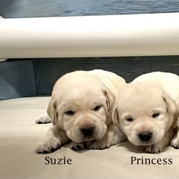 Labrador Retriever Puppies from Marshland Labradors