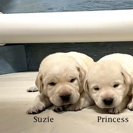 Labrador Retriever Puppies from Marshland Labradors