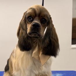 Cocker Spaniels from Southern Sunset Cockers