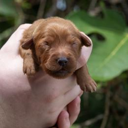Green Girl - Dark golden female Golden Retriever puppy in Gonzales, Louisiana from True Grit Golden Retrievers
