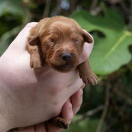Green Girl - Dark golden female Golden Retriever puppy in Gonzales, Louisiana from True Grit Golden Retrievers