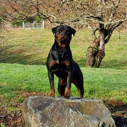 Freyja - Rottweiler