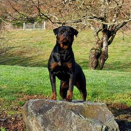 Freyja - Rottweiler