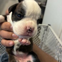 Bella - Brindle female Boxer puppy in Arkansas from Esquivel Boxers