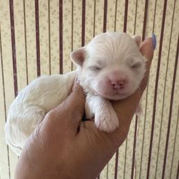 Belle - Gold and white female Shihpoo puppy in Whitehall 18052, Pennsylvania from Lilli’s Shih tzus and Shih poos