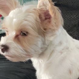 Lulu - Yorkshire Terrier
