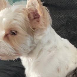 Lulu - Yorkshire Terrier