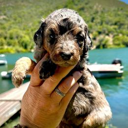 Jasmine - Blue merle female Aussiedoodle puppy in Upper Lake, California from Redwood Aussiedoodles