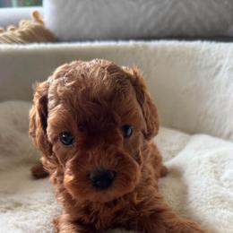 Chai - Red female Maltipoo puppy in San Diego, California from Maltipoos SD