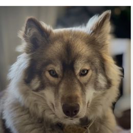 Ruby - Siberian Husky