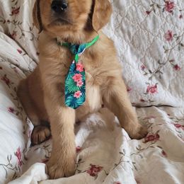 Golden Retriever Puppies from PDA Goldens