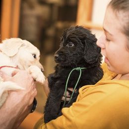 Goldendoodle Puppies from DoodleSmith, LLC