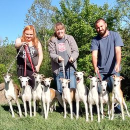 Whippet puppies from Nefer's Kennel