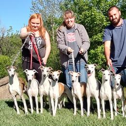 Whippet puppies from Nefer's Kennel