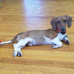 Buddy - Dachshund
