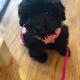 Goldendoodle Puppies from Timberland Falls Goldendoodles