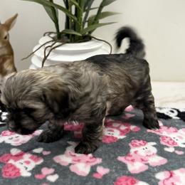 Lanie - Red sable female Havanese puppy in Semmes, Alabama from Hayden's Havanese