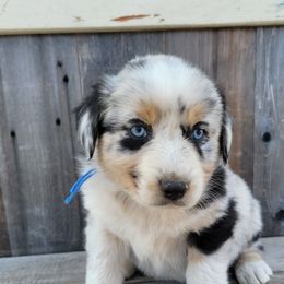 Boy 3 - Australian Shepherd puppy in Grants Pass, Oregon from Kehlani Kai Aussies