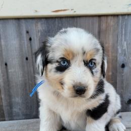 Boy 3 - Australian Shepherd puppy in Grants Pass, Oregon from Kehlani Kai Aussies