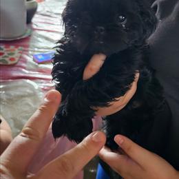 Ice - Black male Shih Tzu puppy in Middleburg, Florida from Furby Shih Tzu Family & Friends