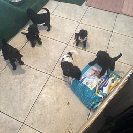 Poodle Puppies from SoFlo Standard Poodles