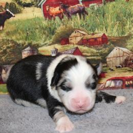 Blue Duck - Blue merle male Miniature Australian Shepherd puppy in Ronan, Montana from Dirt Road Aussie’s of Montana