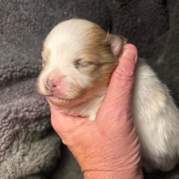 Aspen - Chocolate merle male Pomeranian puppy in Zavalla, Texas from Precious Puff Poms