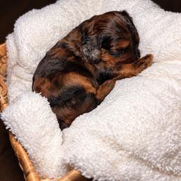 EmmyLou - Merle female Cockapoo puppy in Ellaville Ga, Georgia from Lakeside Cockapoos