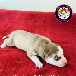 "FREYAxGUNNAR litter 02.18.21" Siberian Husky Puppies from Phresh Pharm Husky Ranch