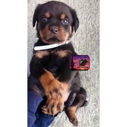 Rottweiler Puppies from Sunset State Rotts