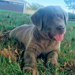 Labrador Retriever Puppies from Junction Labradors