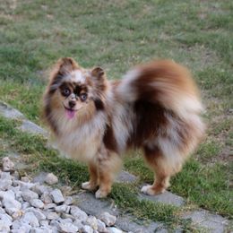 Mojave - Pomeranian