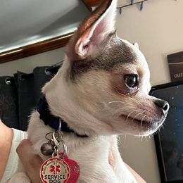 Chihuahua Puppies from Sasha’s Elite Kennel LLC