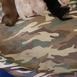 Basset Hounds from Genuine Bassets