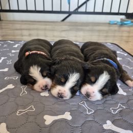 Pick 2 - Black rust and white female Bernese Mountain Dog puppy in Utah from Premium Puppies