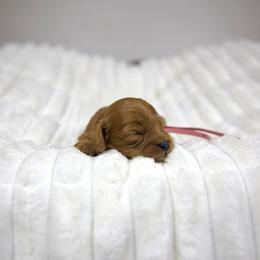 Maple - Red female Cavapoo puppy in Queen Creek, Arizona from Dulcito Doodles