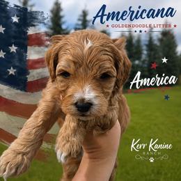 America - Apricot female Goldendoodle puppy in Ashton, Idaho from Kerr Kanine Ranch