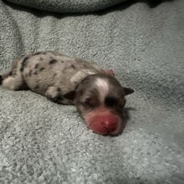Eleven - Blue merle female Australian Shepherd puppy in Saint Maries, Idaho from North Idaho Aussies