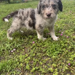Border Collie and Bordoodle Puppies from Pecan Grove Acres’ Pups